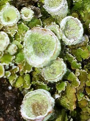 Cladonia cryptochlorophaea