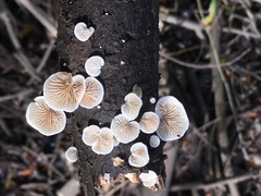 Clitopilus hobsonii