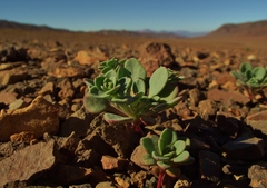 Cistanthe celosioides