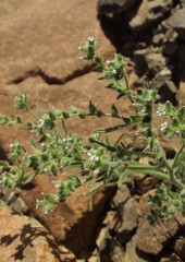 Cryptantha filaginea