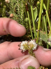 Erica cumuliflora