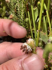 Erica cumuliflora