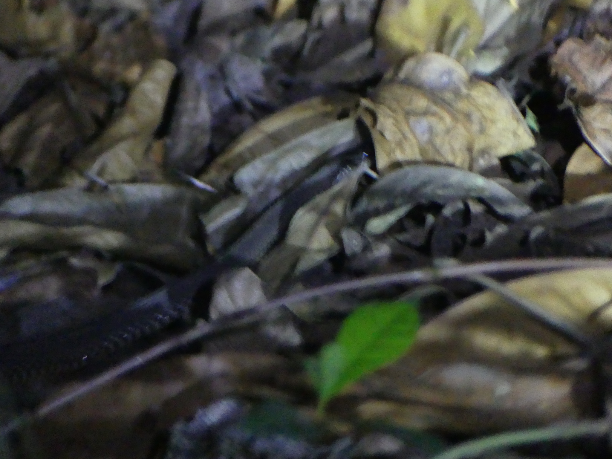 African File Snake photo 3