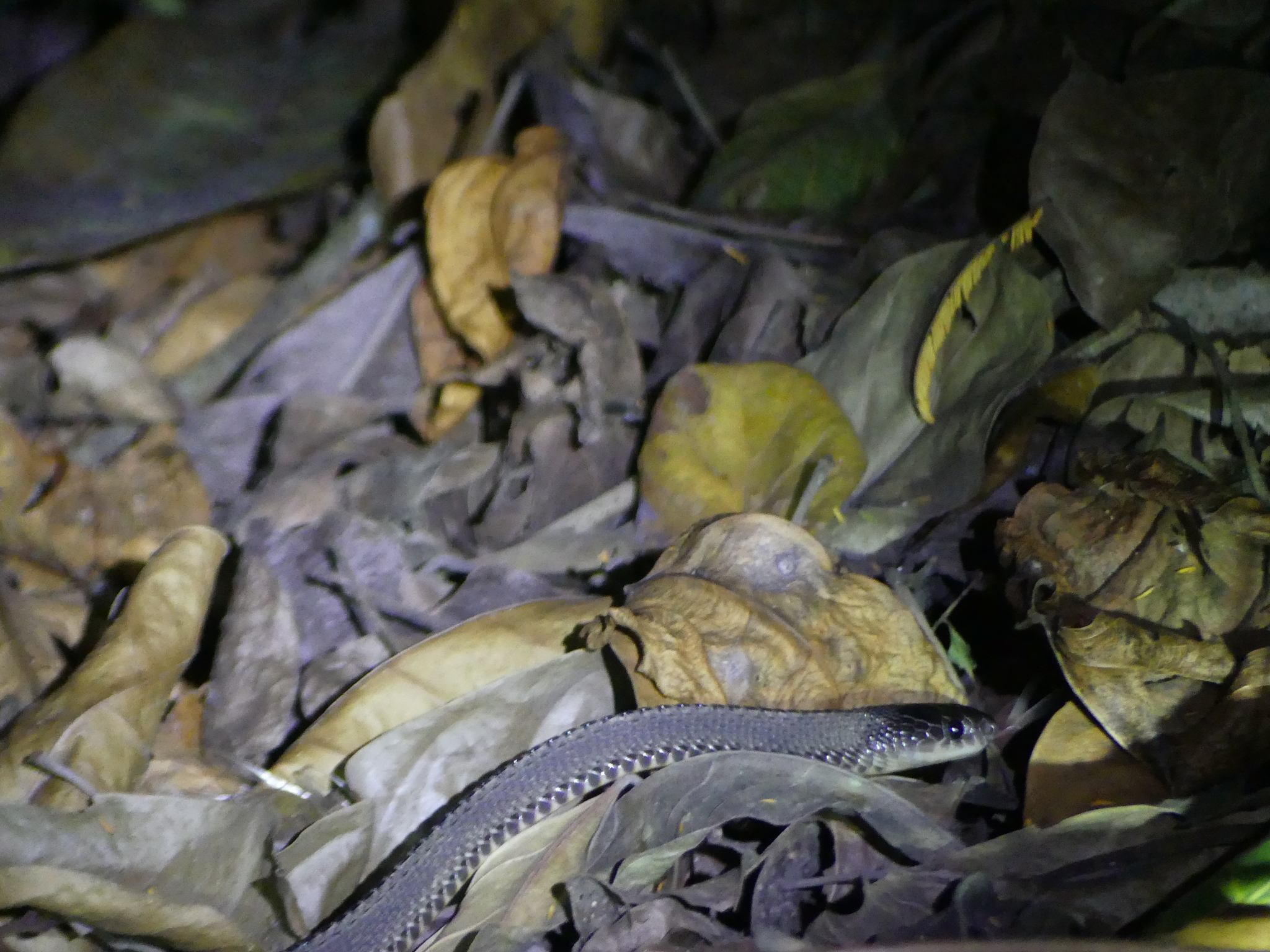 African File Snake photo 4