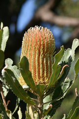 Banksia menziesii
