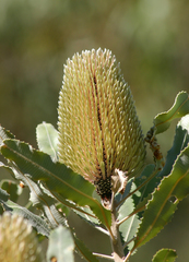 Banksia menziesii