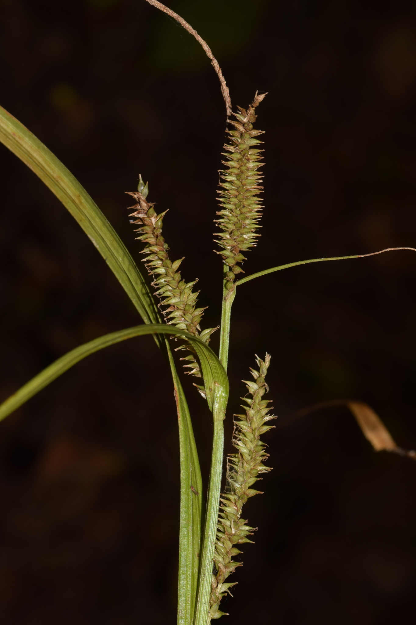 Carex planiculmis