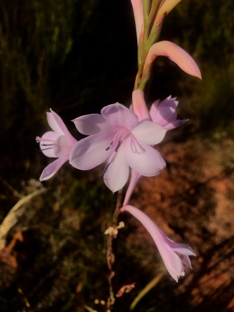 Watsonia knysnana (Knysna Bugle Lily)