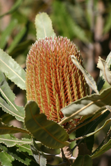 Banksia menziesii