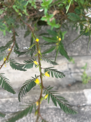Chamaecrista leschenaultiana observed 2025-10-24