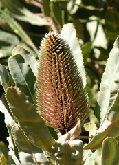Banksia menziesii