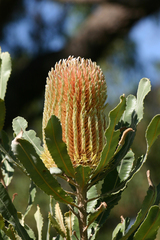 Banksia menziesii