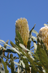 Banksia menziesii