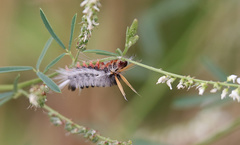 Halysidota ruscheweyhi