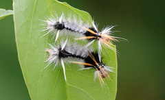 Halysidota ruscheweyhi