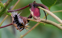 Halysidota ruscheweyhi