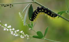 Leucanella viridescens