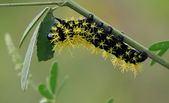 Leucanella viridescens