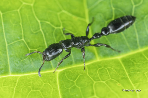 显赫细长蚁Tetraponera notabilis
