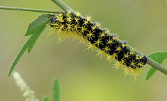 Leucanella viridescens