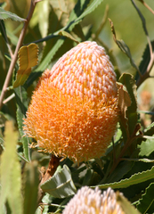 Banksia menziesii