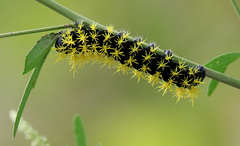 Leucanella viridescens