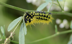 Leucanella viridescens