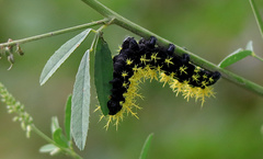 Leucanella viridescens