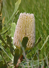 Banksia menziesii