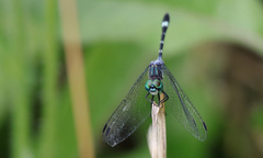 Micrathyria hypodidyma