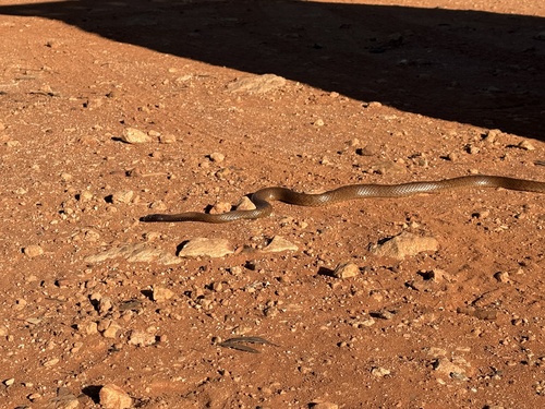 Strap-Snouted Brown Snake sighting