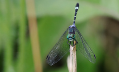 Micrathyria hypodidyma