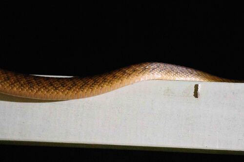 Brown Tree Snake sighting