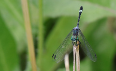 Micrathyria hypodidyma
