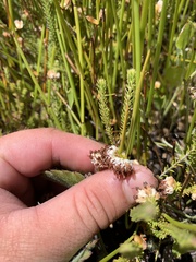 Erica cumuliflora