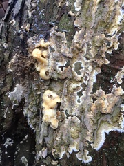 Nodulisporium cecidiogenes
