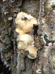 Nodulisporium cecidiogenes