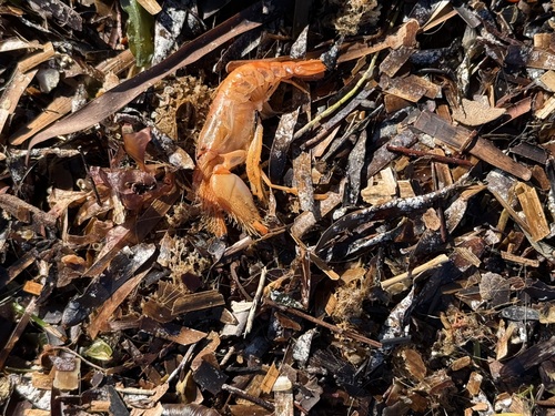 Alpheus villosus observed 2025-10-24