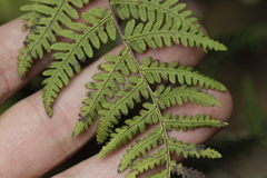 Aleuritopteris farinosa