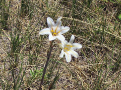 Cyrtanthus loddigesianus