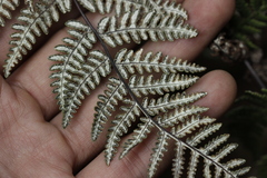 Aleuritopteris farinosa