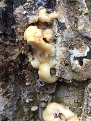 Nodulisporium cecidiogenes