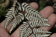 Aleuritopteris farinosa