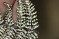 Aleuritopteris farinosa