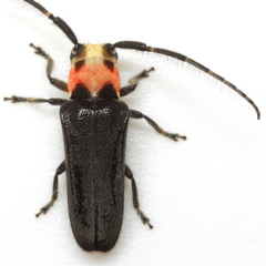 Cathetopteron amoena