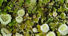 Cladonia cryptochlorophaea