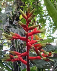 Guzmania scherzeriana