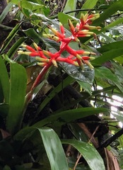 Guzmania scherzeriana
