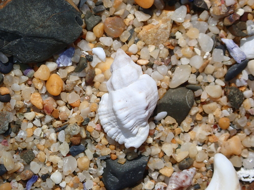 Pascula ochrostoma observed 2025-10-24