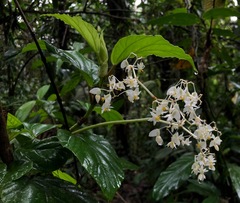 Begonia glabra